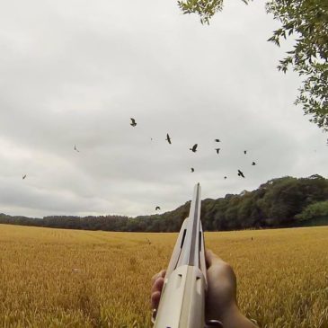 Pigeon Shooting over Barley