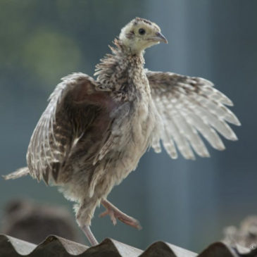 Pheasant Release Programme