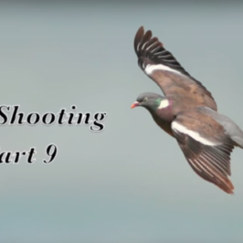 Pigeon shooting video in cork, Ireland