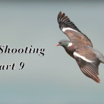 Pigeon Shooting – Crop Protection