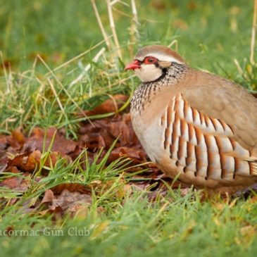 Red-legged partridge release programme