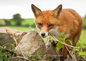 irish-red-fox-1-of-1