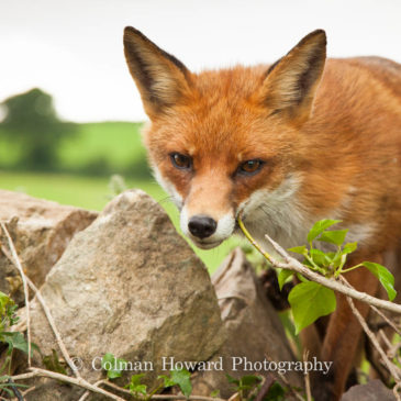 The fox population in Ireland has been steadily increasing